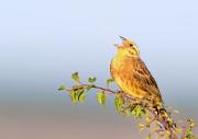 Goldammer - Yellowhammer  (Emberiza citrinella)